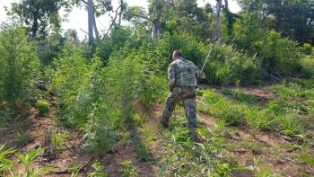 En Bella Vista eliminaron 21 toneladas de marihuana